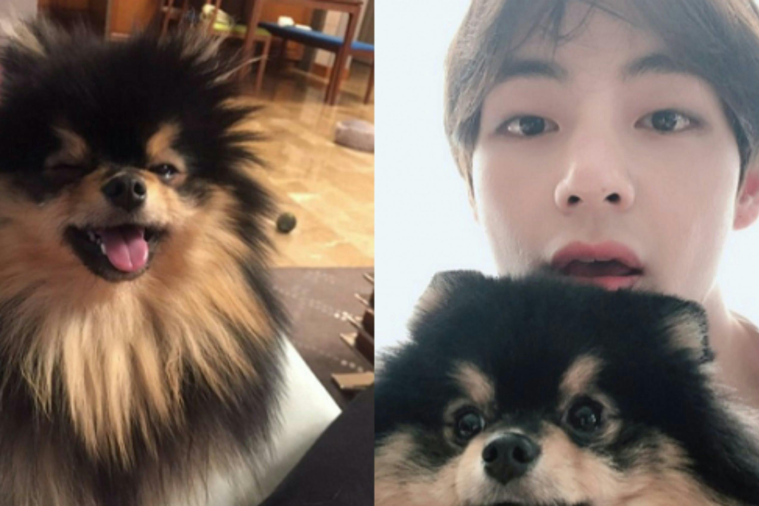 what kind of dog does v from bts have